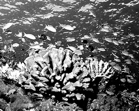 Nagy�t�shoz kattintson a k�pre!